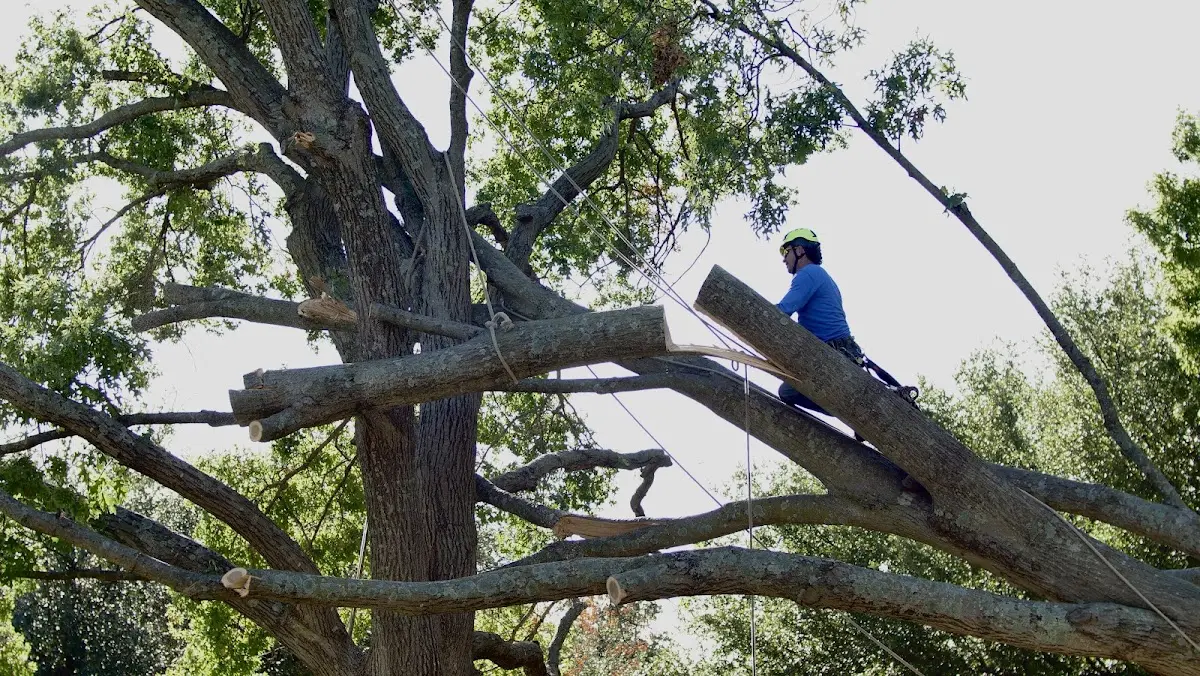 Professional Hazardous Tree Removal performed by certified arborists in Caroleen