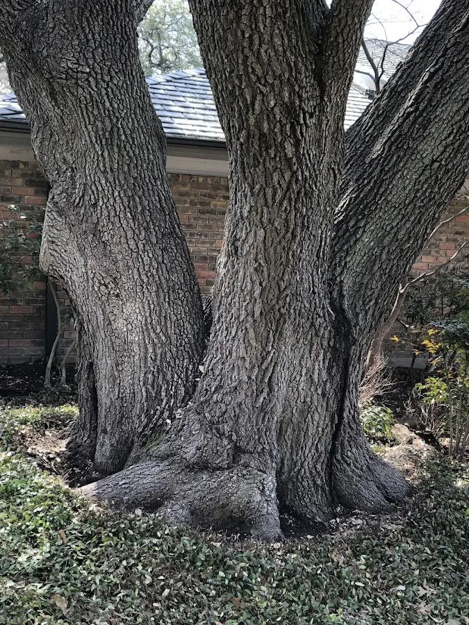 Mature heritage tree close to a Caroleen property cared for by certified arborists