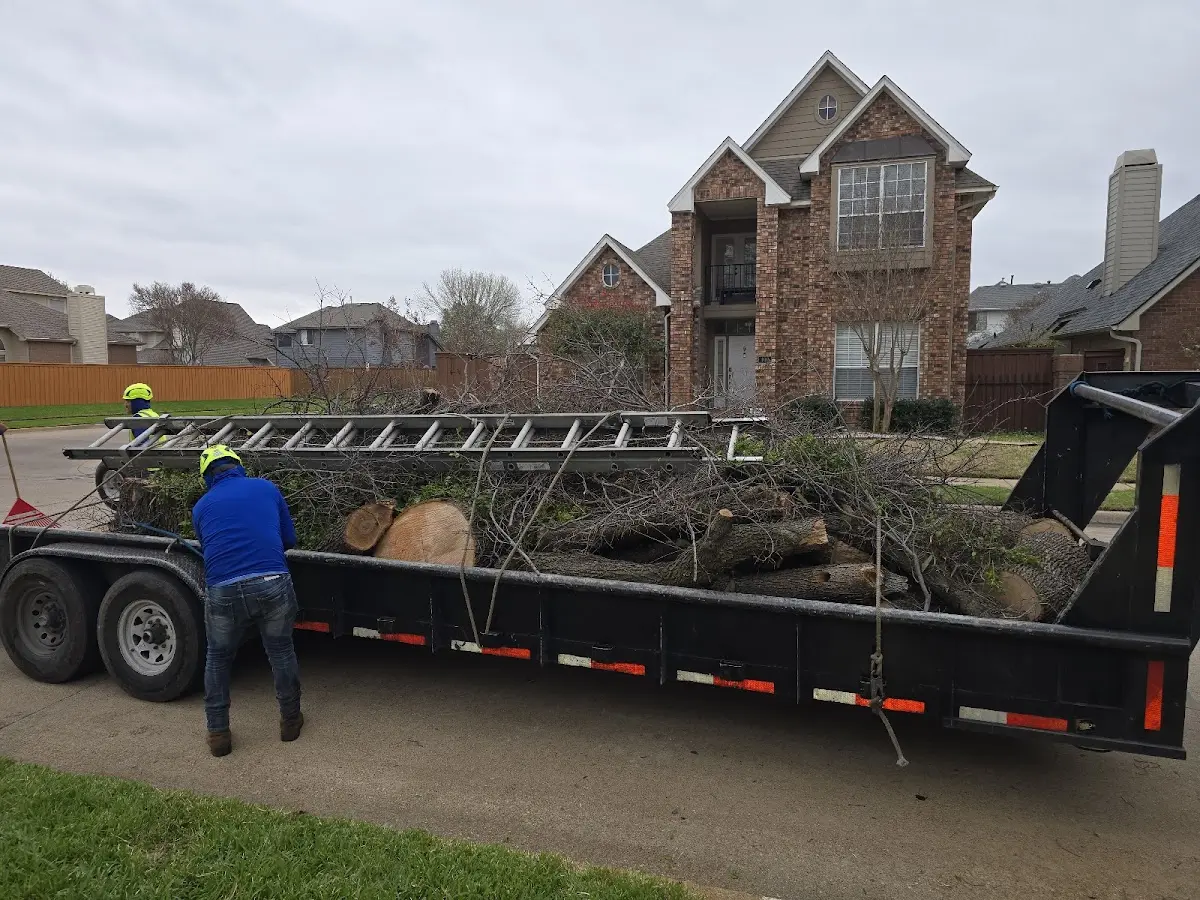 Expert Tree Removal with proper safety equipment in Caroleen